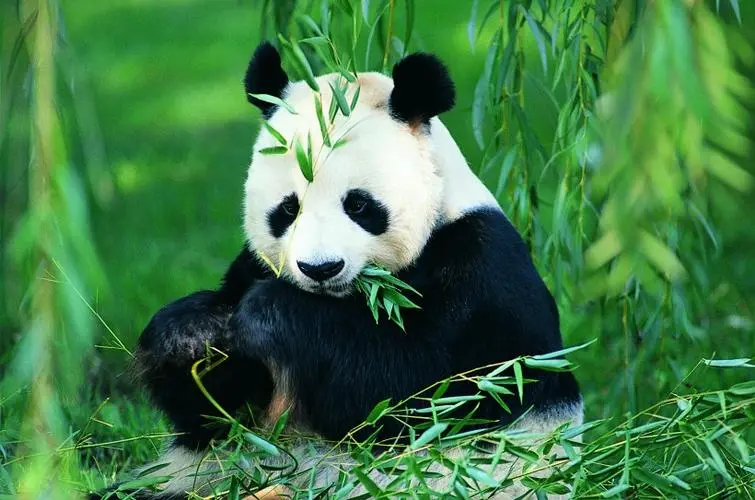 22岁的丫丫约等于人类的80岁，大熊猫最高年龄可达38岁